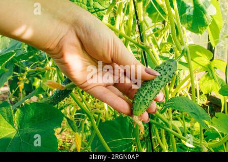 Bauern, die Gurken im Gewächshaus ernten. Hand hält junge Gurke. Gemüse anbauen. Landwirtschaft und Landwirtschaft. Ökologischer Lebensstil, vegetarisch Stockfoto