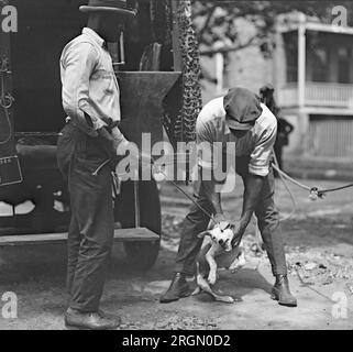 Ein Hundefänger fängt einen losen Hund. 1924 Stockfoto