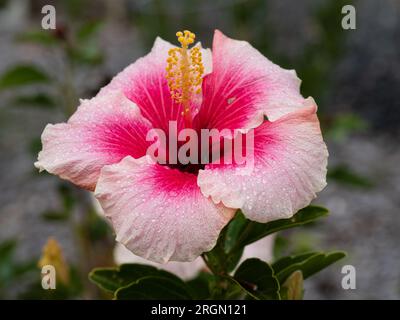 Hibiskusblüte mit großen Blütenblättern in zwei Rosatönen, mit gerafften Kanten und gelben Staubblättern Stockfoto