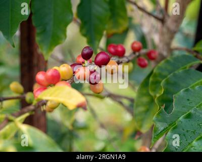 Bunte Kaffeekirschen oder Beeren, die am Stamm eines Arabica-Baums in einem Garten Reifen Stockfoto