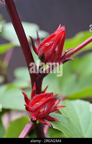 Roselle (H. sabdariffa) ist eine afrikanische Hibiskusart. Es wird für die Herstellung von Bastfasern verwendet, während die roten Kelche i infundiert werden können Stockfoto