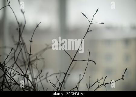 Hauspflanze im Zimmer. Innenausstattung. Licht aus dem Fenster. Stockfoto