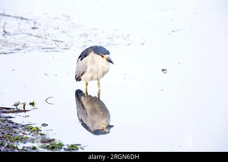 Schwarzer Kronenreiher im Wasser Stockfoto