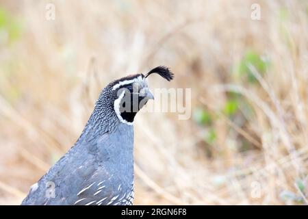 California Quail Männliches Porträt Stockfoto