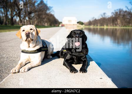 Bericht: Operative Eckzähne (K9 Hunde) des FBI (März 2016) - Wally und Giovanni (Gio) sind die Eckzähne des FBI bei der Krisenreaktion. Sie sind Teil eines Pilotprogramms, das kürzlich vom Büro für Opferhilfe (Office for Victim Assistance, OVA) des Büros gestartet wurde. Stockfoto