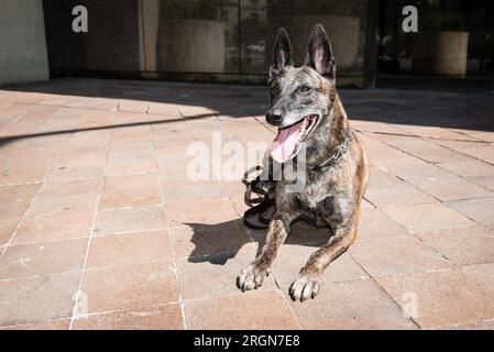 Reportage: Operative Hunde (K9 Hunde) des FBI (März 2016) - FBI Police K9 Demi Stockfoto