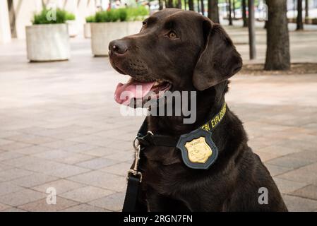 Reportage: Operative Hunde (K9 Hunde) des FBI (März 2016) - FBI-Polizei K9 Salerno Stockfoto