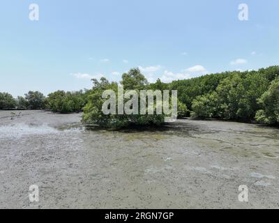 Konzept der CO2-Abscheidung. Natürliche Kohlenstoffsenken. Mangrovenbäume fangen CO2 aus der Atmosphäre ein. Grüner Mangrovenwald und Schlammboden. Blaues Kohlenstoffökosystem Stockfoto