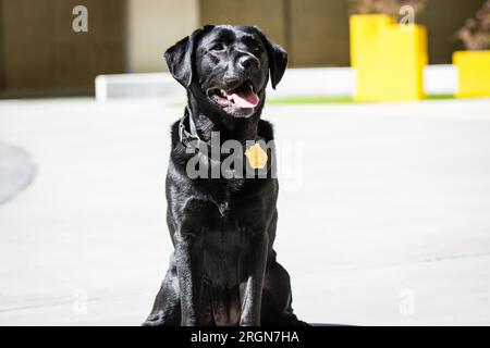 Reportage: Operative Hunde (K9 Hunde) des FBI (März 2016) - Porträt der FBI-Polizei K9 Massa Stockfoto