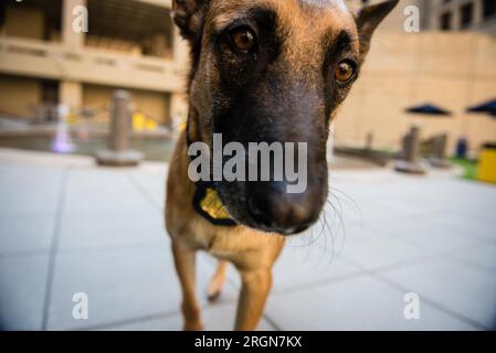 Reportage: Operative Hunde (K9 Hunde) des FBI (März 2016) - Nahaufnahme der FBI Polizei K9 Titan Stockfoto