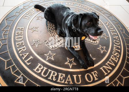 Reportage: Operative Hunde (K9 Hunde) des FBI (März 2016) - FBI-Polizei K9 Massa im FBI-Hauptquartier Stockfoto