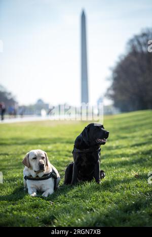 Bericht: Operative Eckzähne (K9 Hunde) des FBI (März 2016) - Wally und Giovanni (Gio) sind die Eckzähne des FBI bei der Krisenreaktion. Sie sind Teil eines Pilotprogramms, das kürzlich vom Büro für Opferhilfe (Office for Victim Assistance, OVA) des Büros gestartet wurde. Stockfoto