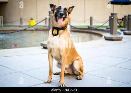 Reportage: Operative Hunde (K9 Hunde) des FBI (März 2016) - Portrait von FBI Police K9 Titan Stockfoto