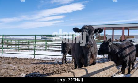 Bericht: USDA Cattle & Carcass Training Center (CCTC) an der Colorado State University veranstaltete vom 28. Bis 30. März 2023 eine persönliche pädagogische Veranstaltung im JBS Global Food Innovation Center. Hier sehen Sie schwarze angus-Kühe in einem Rinderstall an einem verschneiten Tag. Stockfoto