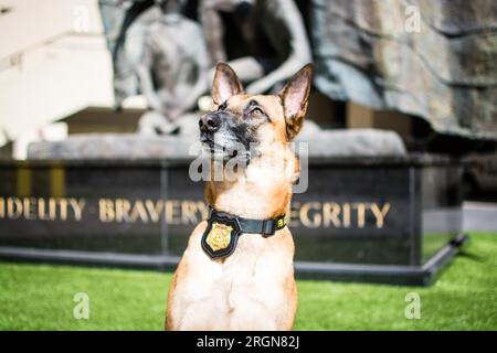 Reportage: Operative Hunde (K9 Hunde) des FBI (März 2016) - FBI Police K9 Titan Stockfoto