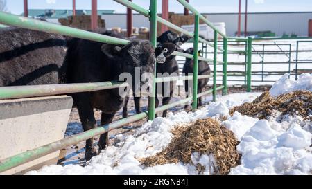 Bericht: USDA Cattle & Carcass Training Center (CCTC) an der Colorado State University veranstaltete vom 28. Bis 30. März 2023 eine persönliche pädagogische Veranstaltung im JBS Global Food Innovation Center. Hier sehen Sie schwarze angus-Kühe in einem Rinderstall an einem verschneiten Tag. Stockfoto