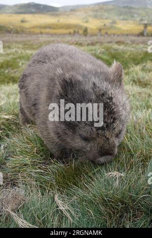 Nahaufnahme eines Wombat (Kotzbatus oder Kotzbatidae) im Cradle Mountain Lake st clair Nationalpark, tasmanien, australien Stockfoto