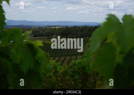 Ein Blick auf eine Landschaft mit einem Weinberg durch Weinblätter im Weinanbaugebiet Hunter Valley, New South Wales, Australien Stockfoto