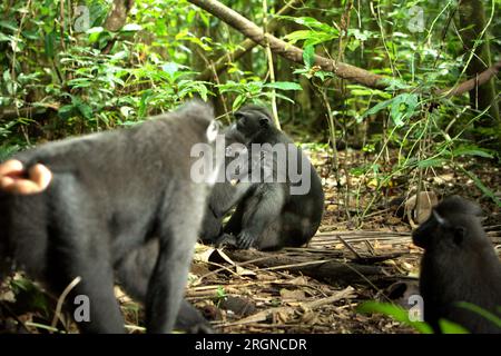 Eine Sulawesi-Schwarzkammmakake (Macaca nigra) wird von einer anderen Person im Vordergrund zweier anderer Personen in ihrer Gruppe während sozialer Aktivitäten auf dem Waldboden im Naturschutzgebiet Tangkoko, North Sulawesi, Indonesien gepflegt. Ein kürzlich erschienener Bericht eines Wissenschaftlerteams unter der Leitung von Marine Joly ergab, dass die Temperatur im Wald von Tangkoko steigt und die Obstreichweite insgesamt abnimmt. "Zwischen 2012 und 2020 stiegen die Temperaturen im Wald um bis zu 0,2 Grad Celsius pro Jahr an, und der Obstreichtum sank insgesamt um 1 Prozent pro Jahr", schrieben sie. Stockfoto