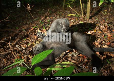 Ein Makaken (Macaca nigra) pflegt eine andere Person auf dem Boden des Tangkoko-Waldes in Nord-Sulawesi, Indonesien. Ein kürzlich erschienener Bericht eines Wissenschaftlerteams unter der Leitung von Marine Joly ergab, dass die Temperatur im Wald von Tangkoko steigt und die Obstreichweite insgesamt abnimmt. „Zwischen 2012 und 2020 stiegen die Temperaturen im Wald um bis zu 0,2 Grad Celsius pro Jahr an, und der Gesamtfruchtanteil sank um 1 Prozent pro Jahr“, schrieben sie im Juli 2023 im International Journal of Primatology (Zugriff über Springer). Stockfoto