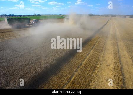 Hohendodeleben, Deutschland. 10. Aug. 2023. Der Ackerbauer Phillip Krainbring bringt den letzten Weizen mit seinem Mähdrescher, während die Wolken das Feld überqueren. Die Ernte ist in vielen Teilen des Bundesstaates vor Sachsen-Anhalt fast abgeschlossen. Nur dort, wo es immer häufiger zu Regenschauern kommt, kann die Ernte bis Ende August andauern. In der Börde wird erwartet, dass das Wetter am letzten Tag der Woche trocken bleibt. Es wird auch erwartet, dass es wieder heiß wird. Kredit: Klaus-Dietmar Gabbert/dpa/Alamy Live News Stockfoto