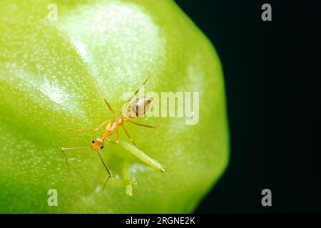 Nahaufnahme einer gelben verrückten Ameise auf grünem Obst (Kirsche), isolierter schwarzer Hintergrund. Stockfoto