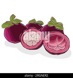 Vektorabbildung oder Illustrator Mangosteen Fruit.Es ist ein Bild, das lebendige Menschen hervorhebt. Stockfoto