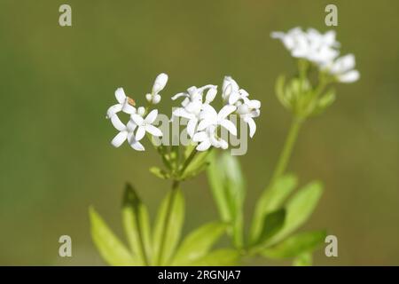 Weiße Blüten aus süßduftenem Bettstroh (Galium odoratum) in einem holländischen Garten. Frühling, Mai, Niederlande Stockfoto