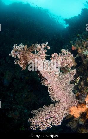 Glomerate Tree Coral, Spongodes sp, Pelican Head Dive Site, Horseshoe Bay, Nusa Kode, Rinca Island, Komodo National Park, Indonesien Stockfoto