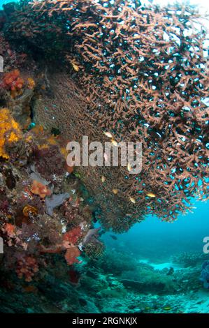 Anthi, Serranidae Family, under Table Coral, Acropora sp, Tatawa Besar Island, zwischen Komodo und Flores Inseln, Komodo Nationalpark, Indonesien Stockfoto