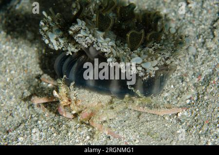 Quallen tragen Krabben, Ethusa sp., mit umgedrehten Quallen, Cassiopeia andromeda, Gili Lawa Darat Island, nördlich von Komodo Island, Komodo National Stockfoto