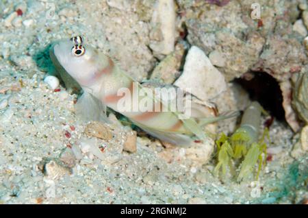 Steinitz' Shrimpgoby, Amblyeleotris steinitzi und fein gestreifte Schnappgarnelen, Alpheus ochrostriatus, nach Loch, Golden Passage Tauchplatz, Gili Lawa D. Stockfoto