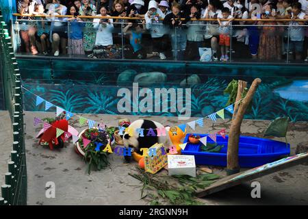 Der Riesenpanda Bing Hua feiert seinen 9. Geburtstag im Shenyang Forest Zoological Garden in Shenyang City, nordöstlich der chinesischen Provinz Liaoning, 9. August Stockfoto