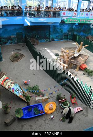 Der Riesenpanda Bing Hua feiert seinen 9. Geburtstag im Shenyang Forest Zoological Garden in Shenyang City, nordöstlich der chinesischen Provinz Liaoning, 9. August Stockfoto