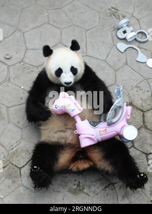 Der Riesenpanda Bing Hua feiert seinen 9. Geburtstag im Shenyang Forest Zoological Garden in Shenyang City, nordöstlich der chinesischen Provinz Liaoning, 9. August Stockfoto