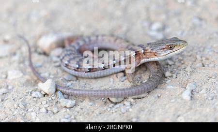 Kalifornische Alligator-Eidechse wärmt sich nach Sonnenuntergang auf einem Pfad auf. Stevens Creek County Park, Santa Clara und County, Kalifornien, USA. Stockfoto
