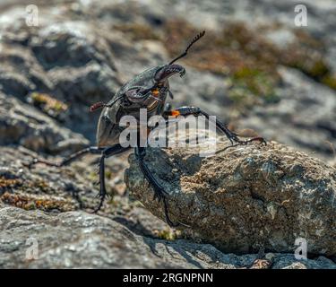 Der Hirschkäfer Lucanus cervus Linnaeus ist ein Käfer der Familie Lucanidae. Abruzzen, Italien, Europa Stockfoto