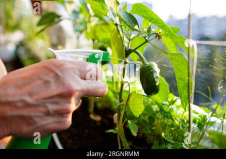 Pfeffer wächst in einem Gewächshaus. Männer halten die Sprühflasche und gießen die Pflanze der grünen Paprika Stockfoto