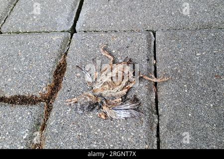 Baby-Vogel, der nie fliegen wird. Sehr junges Mädchen, aus dem Nest gefallen. Tot auf dem Bürgersteig. Stockfoto