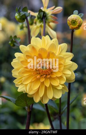 Dahlia 'Orange Pekoe' in Blume Stockfoto