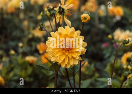 Dahlia 'Orange Pekoe' in Blume Stockfoto