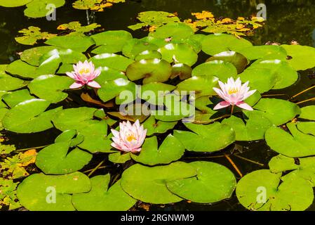 Seerosen in einem Teich in den Semplici-Gärten, Florenz, Toskana, Italien Stockfoto