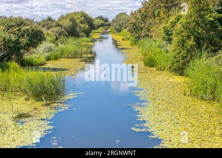Gelbe Seerosen wachsen entlang der Seiten des Royal Military Canal in Hythe, Kent. Stockfoto