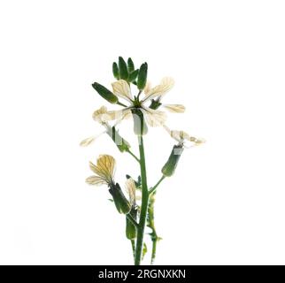 Foto einer weißen Rucola, Eruca vesicaria Rucola. sativa, Blume und Pflanze, verschwommener Hintergrund, würzig, Rucolasalat Stockfoto