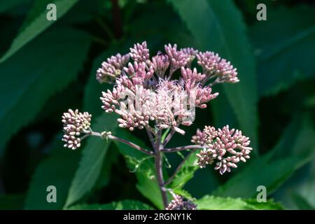 Vollformat Makro abstrakter Texturhintergrund mit malvenrosa Joe-Pye-Unkrautblumen in Blüte in einem sonnigen Schmetterlingsgarten. Stockfoto