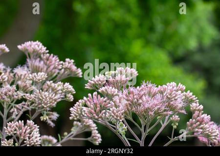 Vollformat Makro abstrakter Texturhintergrund mit malvenrosa Joe-Pye-Unkrautblumen in Blüte in einem sonnigen Schmetterlingsgarten. Stockfoto