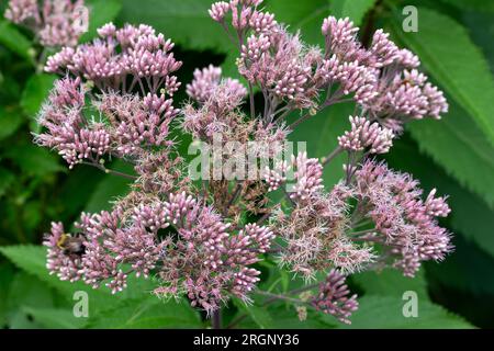 Vollformat Makro abstrakter Texturhintergrund mit malvenrosa Joe-Pye-Unkrautblumen in Blüte in einem sonnigen Schmetterlingsgarten. Stockfoto