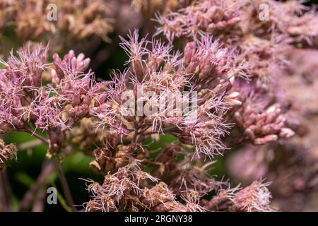 Vollformat Makro abstrakter Texturhintergrund mit malvenrosa Joe-Pye-Unkrautblumen in Blüte in einem sonnigen Schmetterlingsgarten. Stockfoto