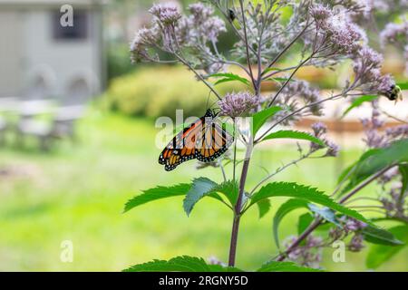 Nahaufnahme eines delikaten Monarch-Schmetterlings (danaus plexippus), der sich von einem pinkfarbenen Joe-Pye-Gras in gedämpftem Sonnenlicht ernährt Stockfoto