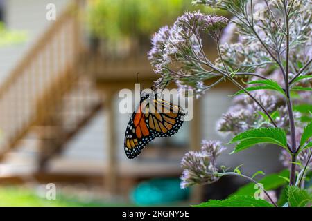 Nahaufnahme eines delikaten Monarch-Schmetterlings (danaus plexippus), der sich von einem pinkfarbenen Joe-Pye-Gras in gedämpftem Sonnenlicht ernährt Stockfoto